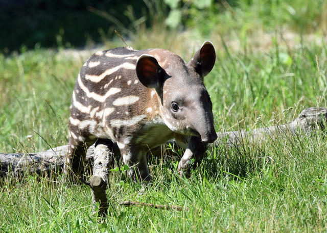 2-month-old South American Tapir calf now outdoors at Brookfield Zoo - CBS  Chicago