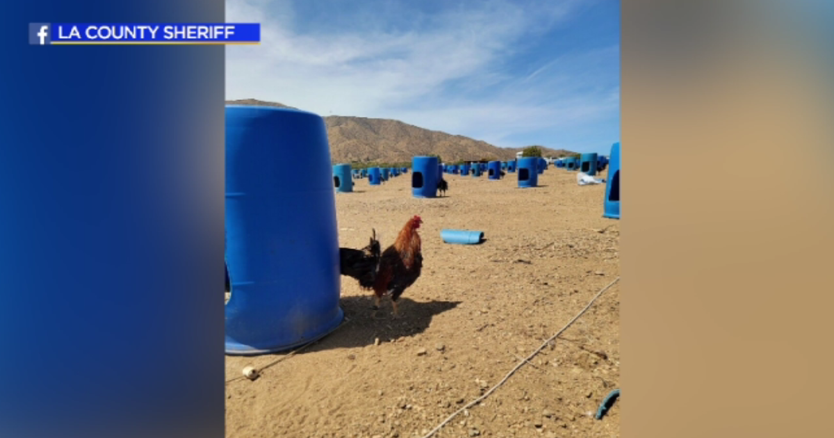 More than 200 illegal 'fighting roosters' found in Juniper Hills CBS