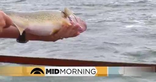 What do you want to know about fish? CBS Minnesota