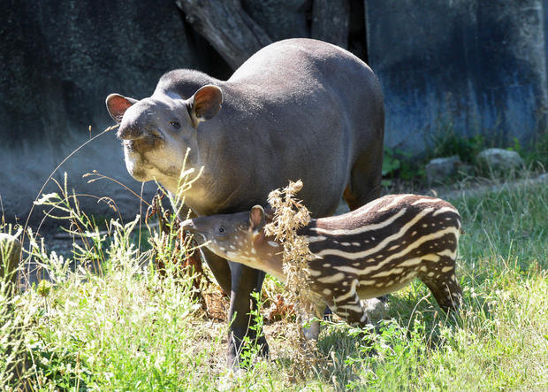 dsc-5107-tapir-calf.jpg 