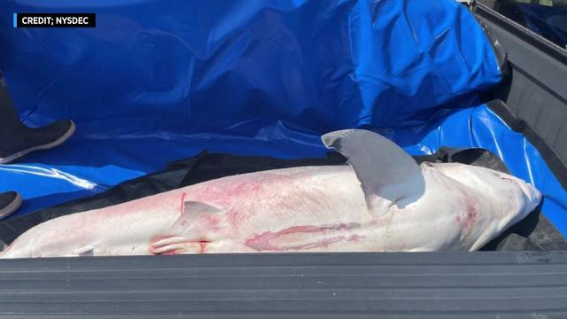 The body of a great white shark lays in the back of a pickup truck on a blue tarp. 