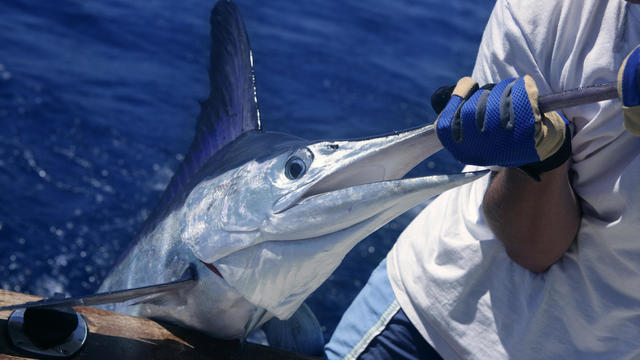 Billfish white Marlin catch and release on boat 