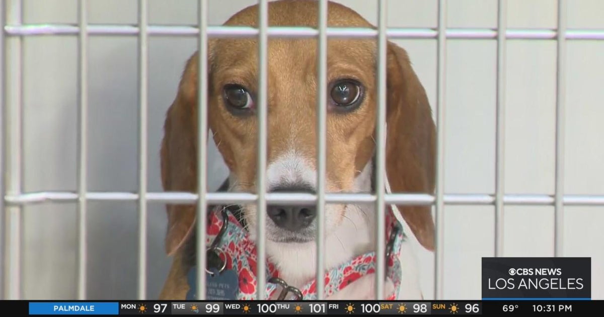 200 beagles from breeding facility in Virginia now up for adoption in