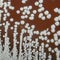 CDC warns of deadly bacteria found in Mississippi soil after two residents sickened