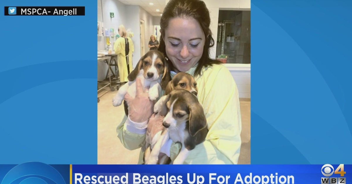 Rescued beagles up for adoption - CBS Boston