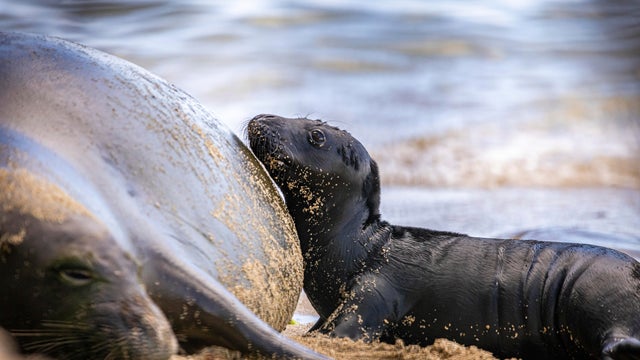 Endangered Hawaiian Monk Seal Rocky (RH58) gave birth on the island of Oahu 