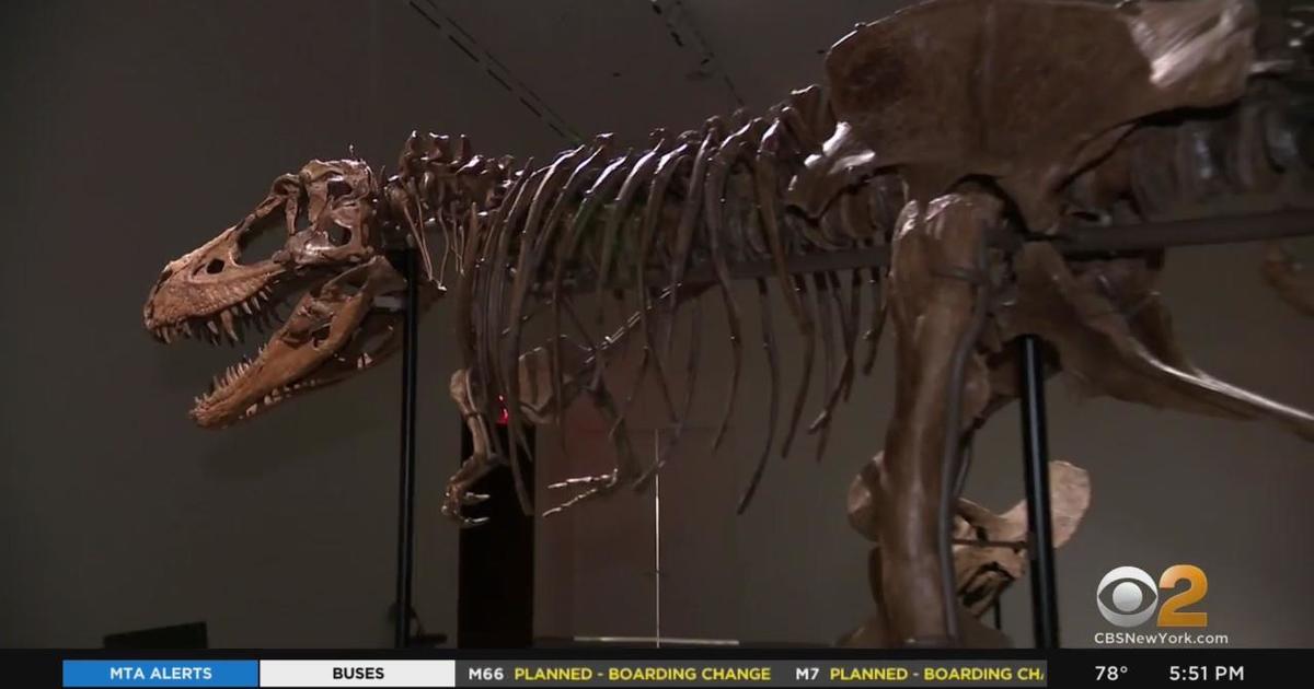 Extremely Rare Dinosaur Skeleton Up For Auction - CBS New York