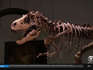 ELDRESO Bone Dinosaur Long エルドレッソ 119279_TR4.jpg
