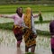 Lightning kills dozens in a week in northern India