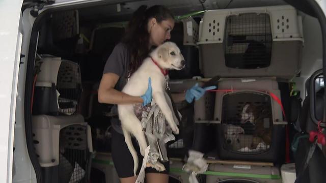 An animal rescue worker holding a puppy stands in the back of a van full of dogs and puppies in cages. 