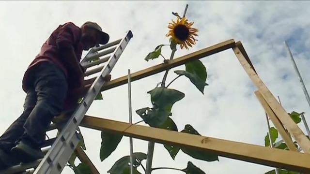 cbsn-fusion-ukrainian-american-family-in-indiana-grows-sunflowers-as-symbol-of-resistance-thumbnail-1164153-640x360.jpg 