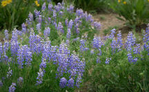 Going wild over wildflowers 