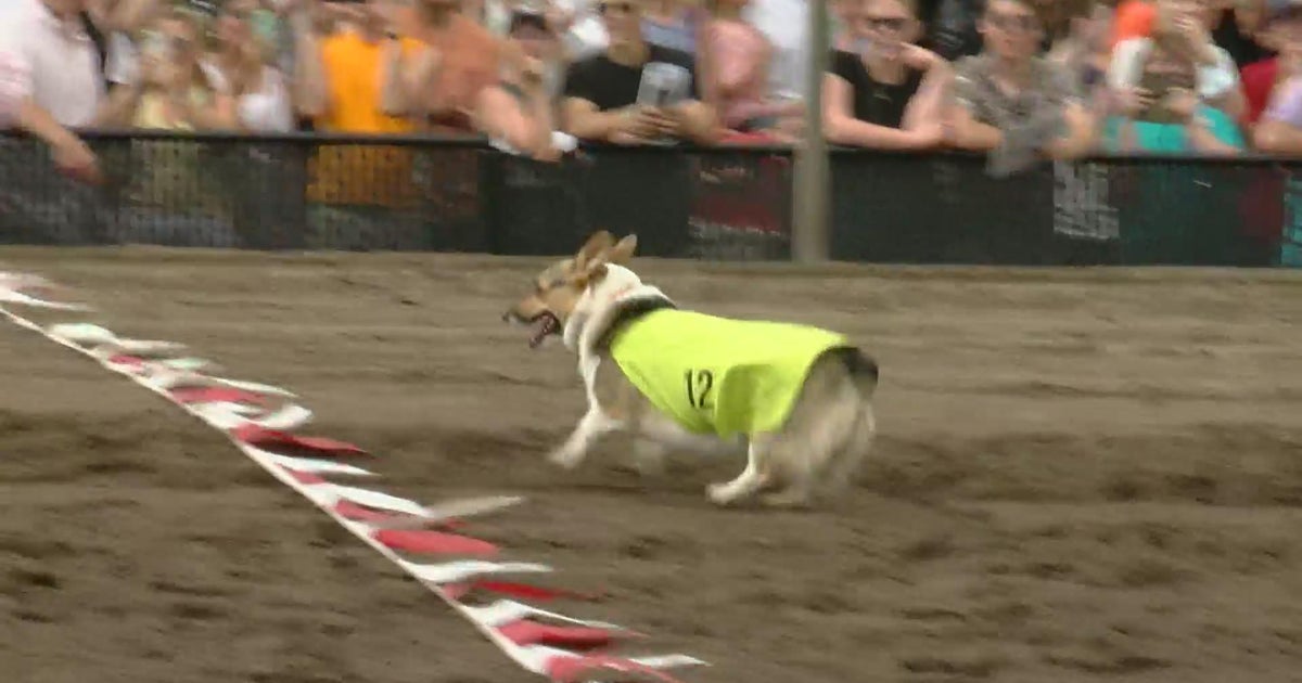 Paw-rk races: Corgis compete at Canterbury Park - CBS Minnesota