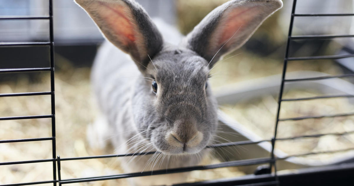 Unexpected death of 4 pet rabbits in Hennepin County in connection with highly contagious virus
