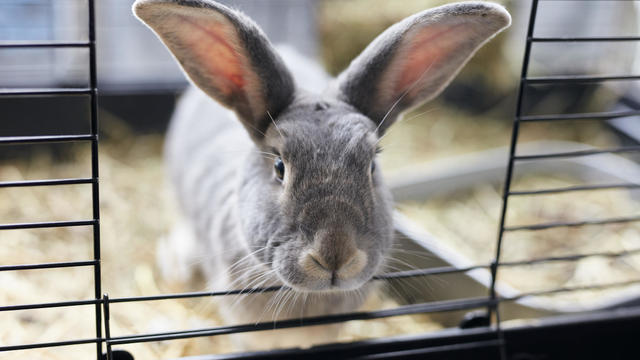 Portrait of grey pet house rabbit looking out from open door of hutch 