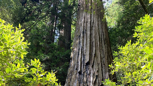 largest-tree.jpg 