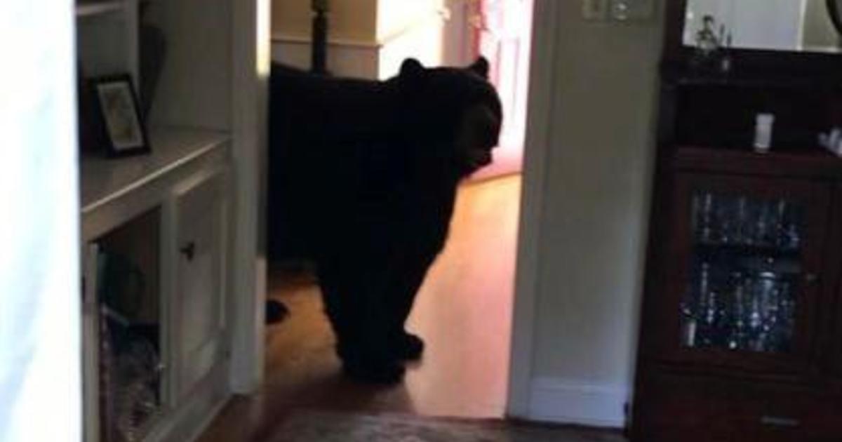 A Connecticut couple found a bear eating in their kitchen. It came back the next day.