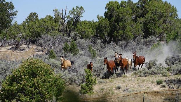 horse-roundup-2-from-blm-colorado-fb-copy.jpg 