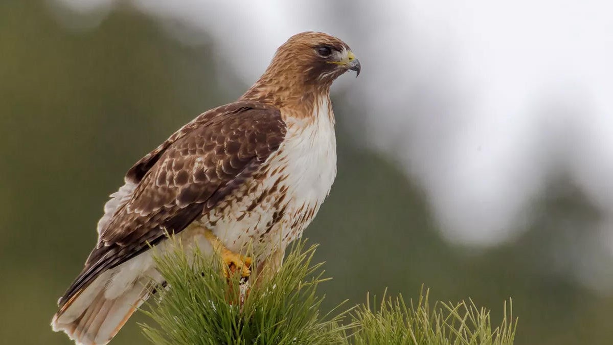 Nesting raptors get added protection in Rocky Mountain National Park ...