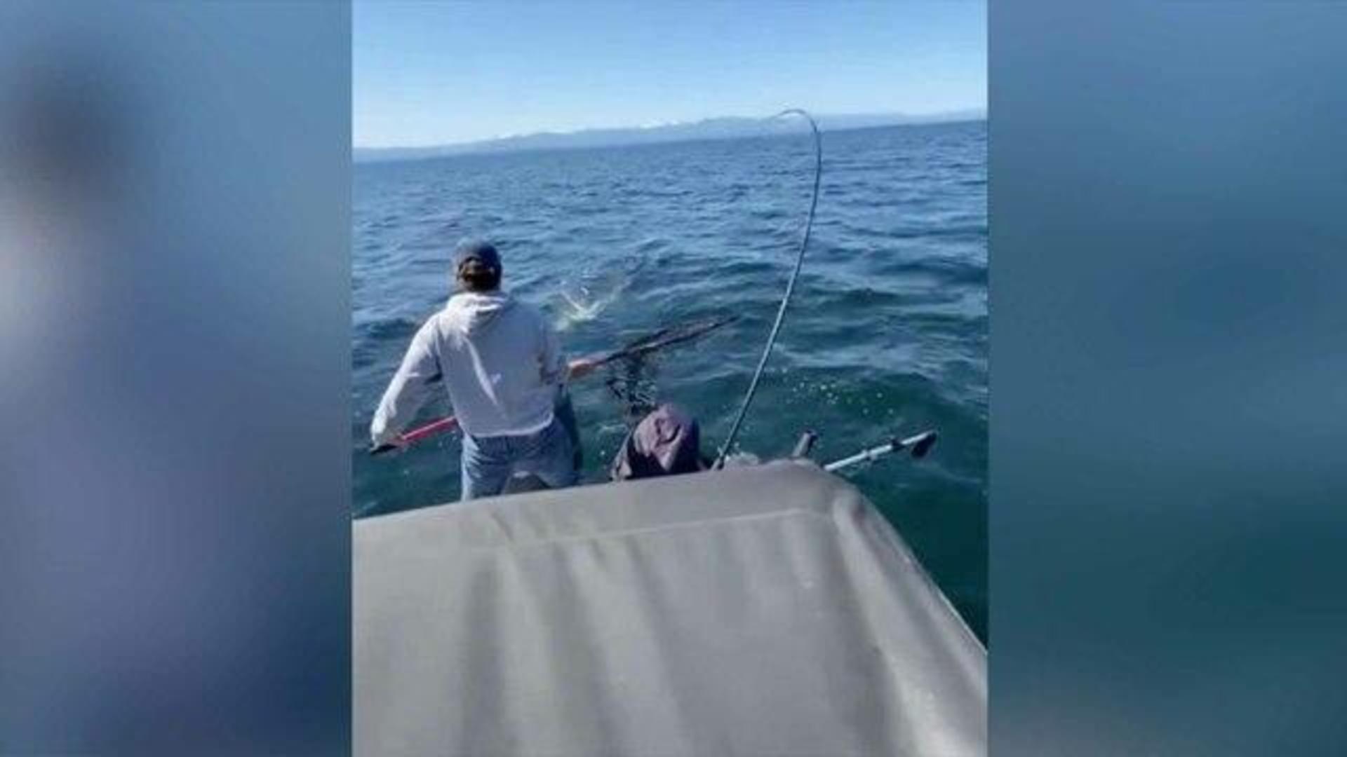 Sea lion steals catch from fisherman - CBS News