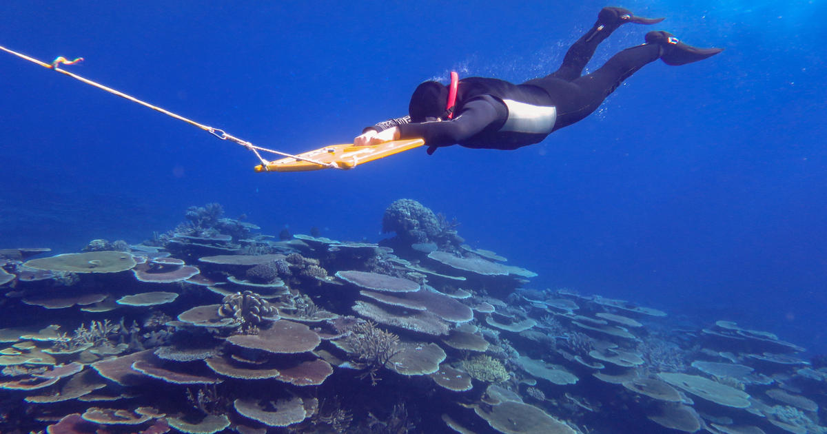 Parts of Great Barrier Reef show highest coral cover seen in 36 years, report finds