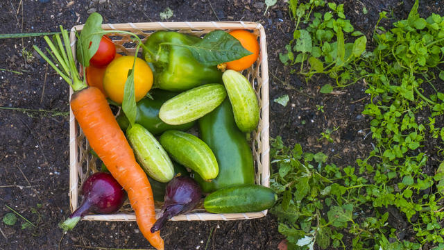 Close up of basket of fresh vegetables on garden soil 