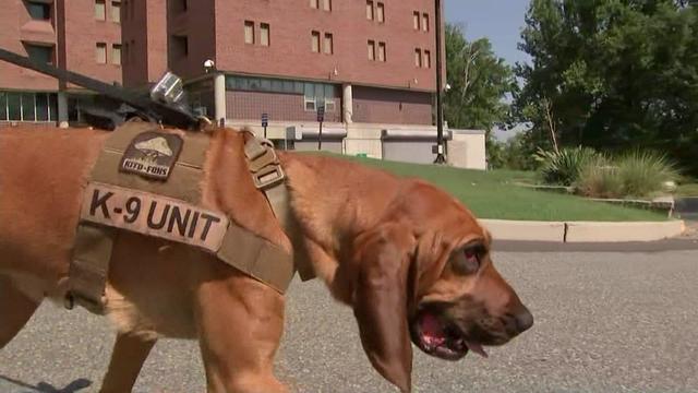 A bloodhound wearing a holster that says "K-9 Unit." 