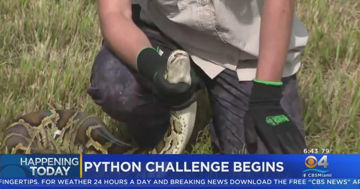 Florida’s annual Python Challenge kicks off Friday