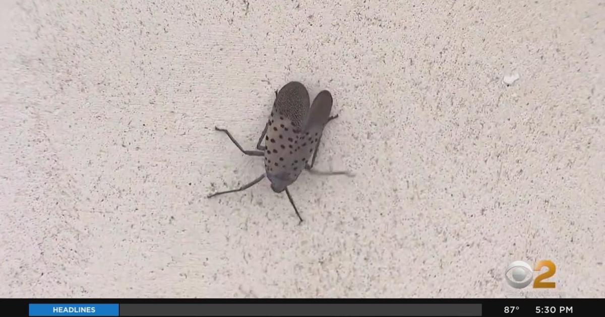 What Should You Do If You See A Spotted Lanternfly? - CBS New York