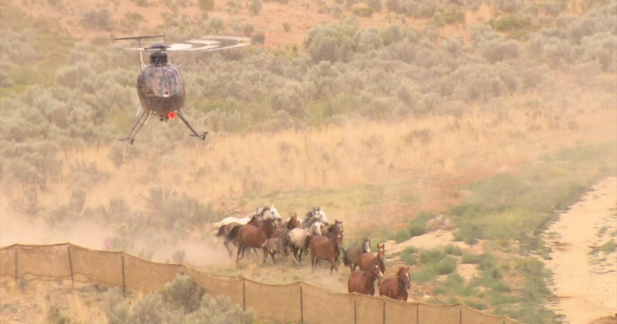 761 wild horses removed from Colorado's Piceance East Douglas herd area, here's how and why it was done - Vimarsana News