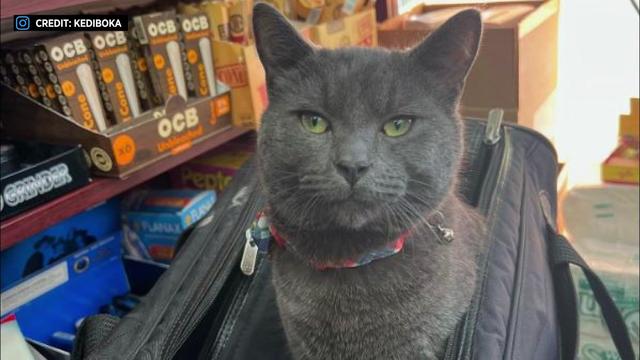 A photo of a gray cat sitting in a cat carrier, looking at the camera. 