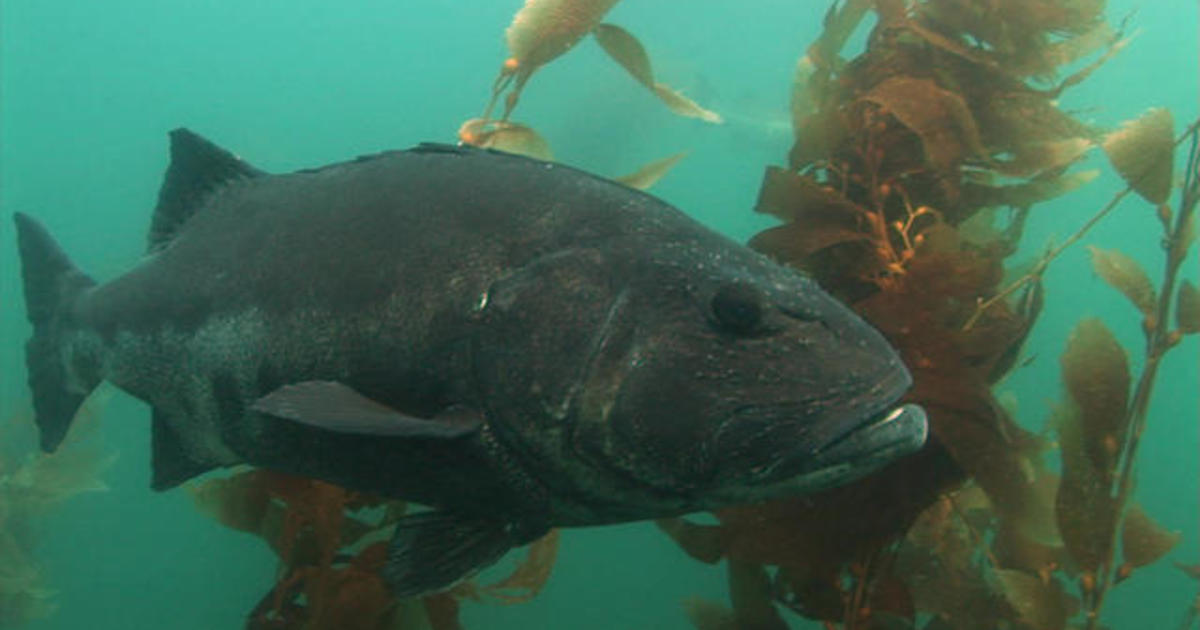 Nature: Black sea bass