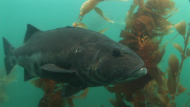 natureblackseabass-1180823-640x360.jpg 