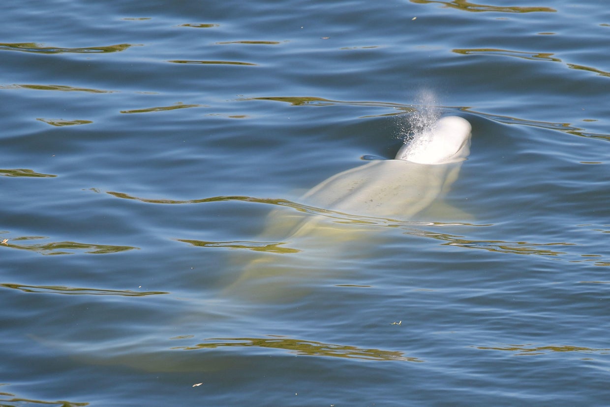 FRANCE-ANIMAL-ENVIRONMENT-BELUGA 