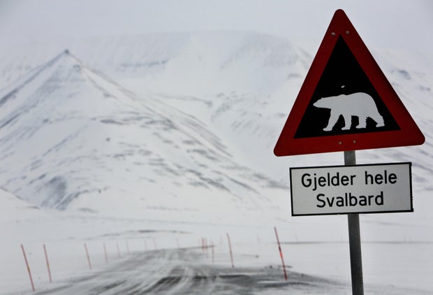 Polar bear injures woman at remote Arctic campsite in Norway
