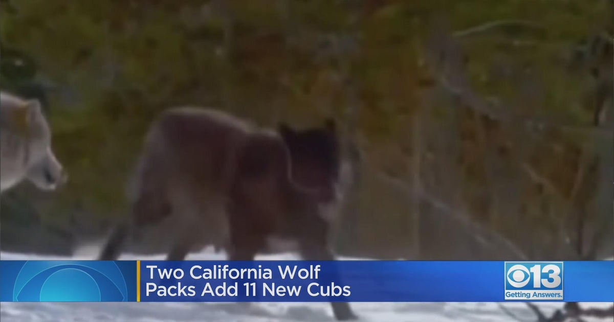 California wolf packs welcome 11 new cubs