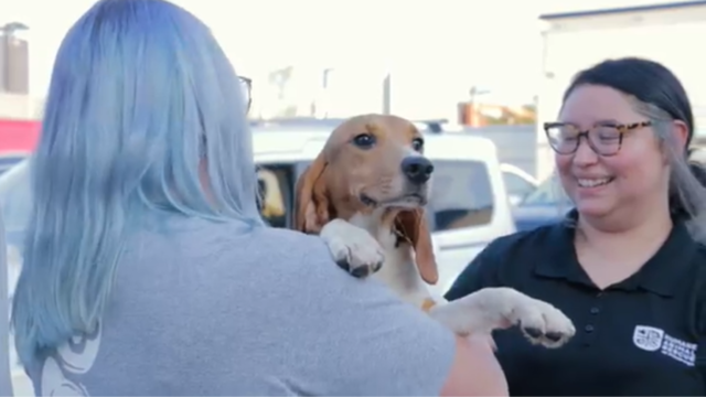 kdka-humane-animal-rescue-of-pittsburgh-beagles.png 