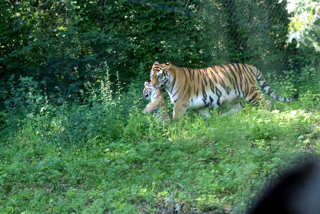 Memphis Zoo welcomes 2 tiger cubs. Take a look at the babies