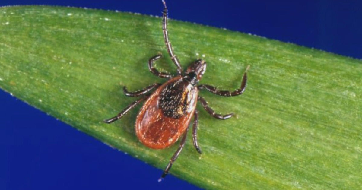 Experimental Lyme disease vaccine being tested in hot spots Pennsylvania, New Jersey - Vimarsana News