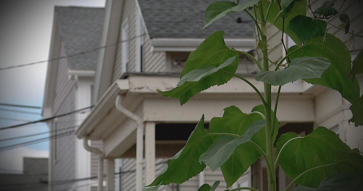 “A living nightmare”: Massachusetts renters warned about apartment scams