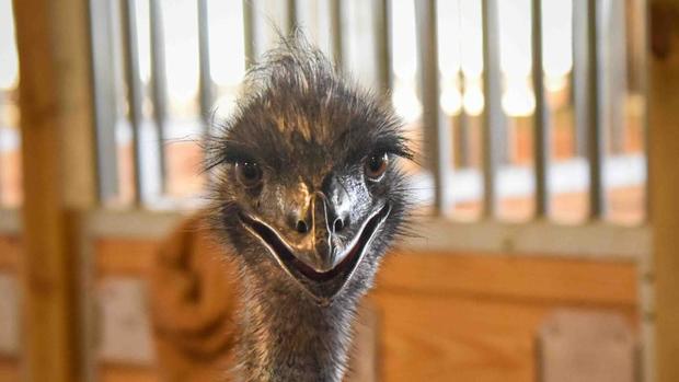 jerry-the-emu.jpg 