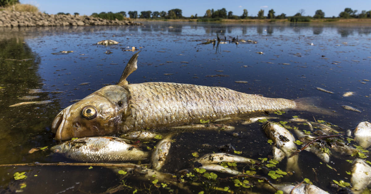 Toxic algae blamed for 300 tons of dead fish in Oder River on German-Polish border: "A man-made environmental disaster"