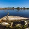 Toxic algae blamed for 300 tons of dead fish in Oder River