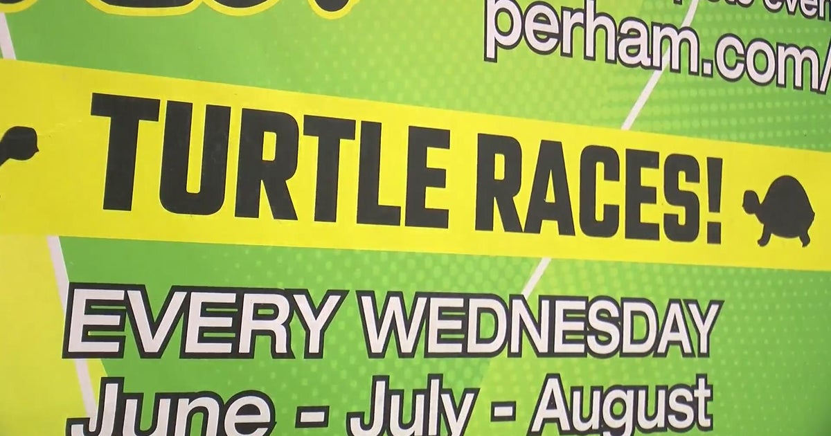 Finding Minnesota: Perham Turtle Races - CBS Minnesota