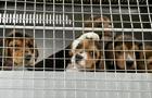 cbsn-fusion-4000-beagles-rescued-from-breeding-facility-thumbnail-1193328-640x360.jpg 