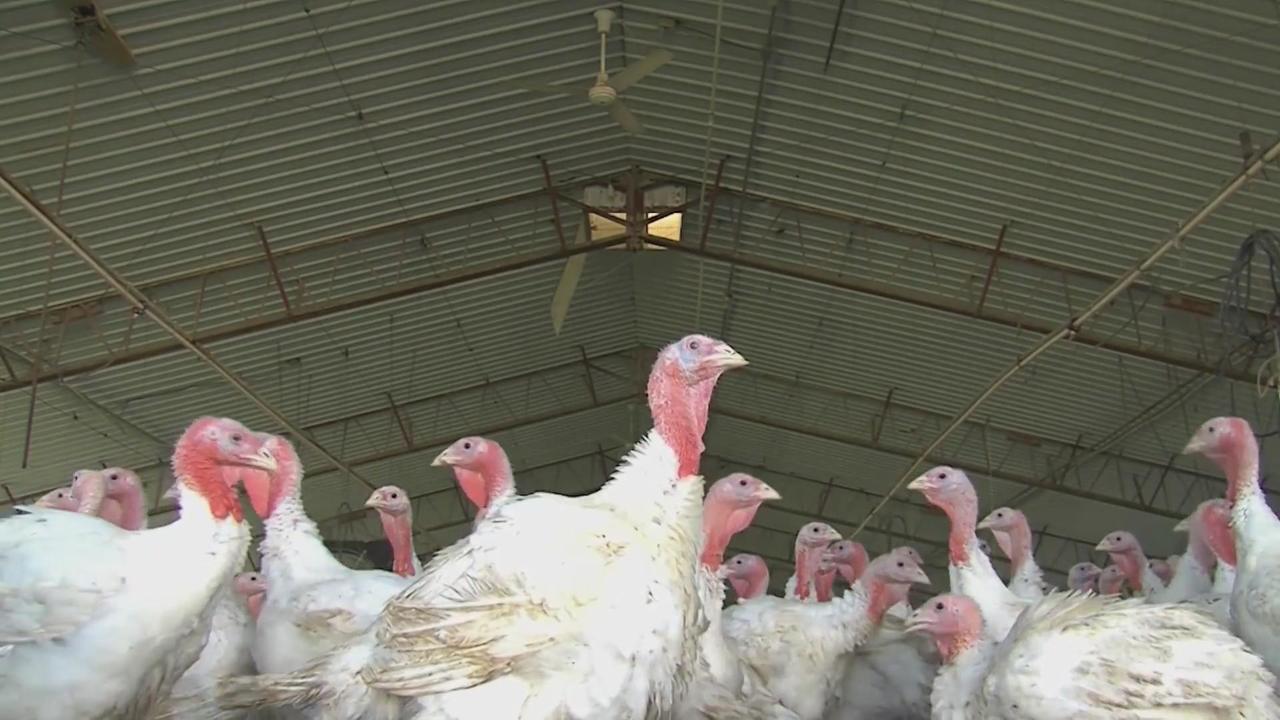 The number of factors leading to turkey meat shortage - CBS Minnesota