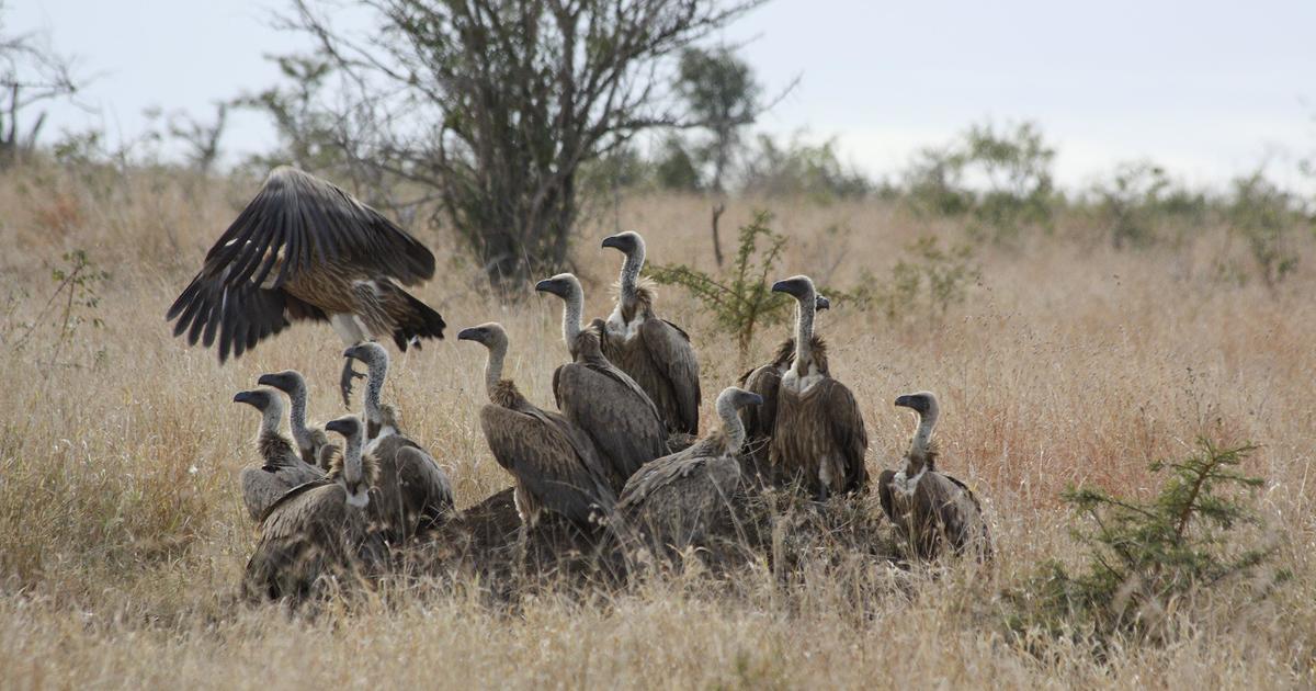 More than 150 critically-endangered vultures poisoned to death, many dismembered in southern Africa