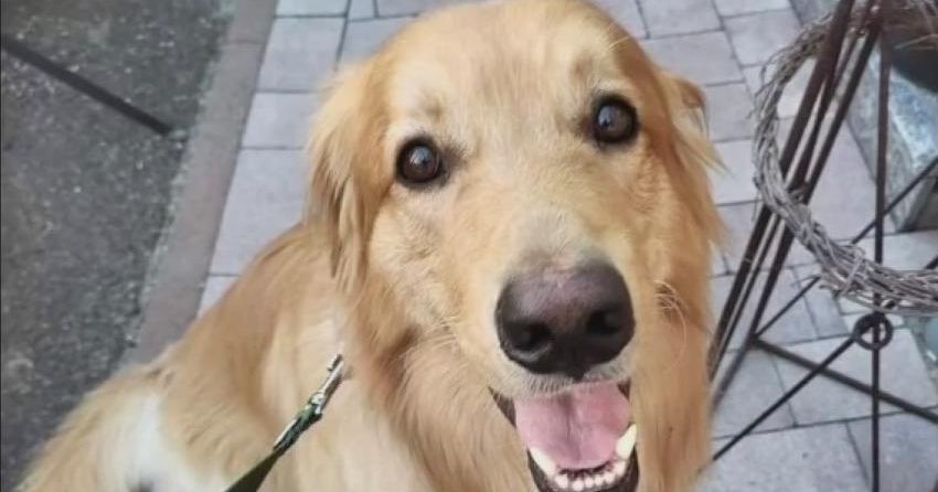 Northern California dog found in a village in Germany has been reunited with its owner