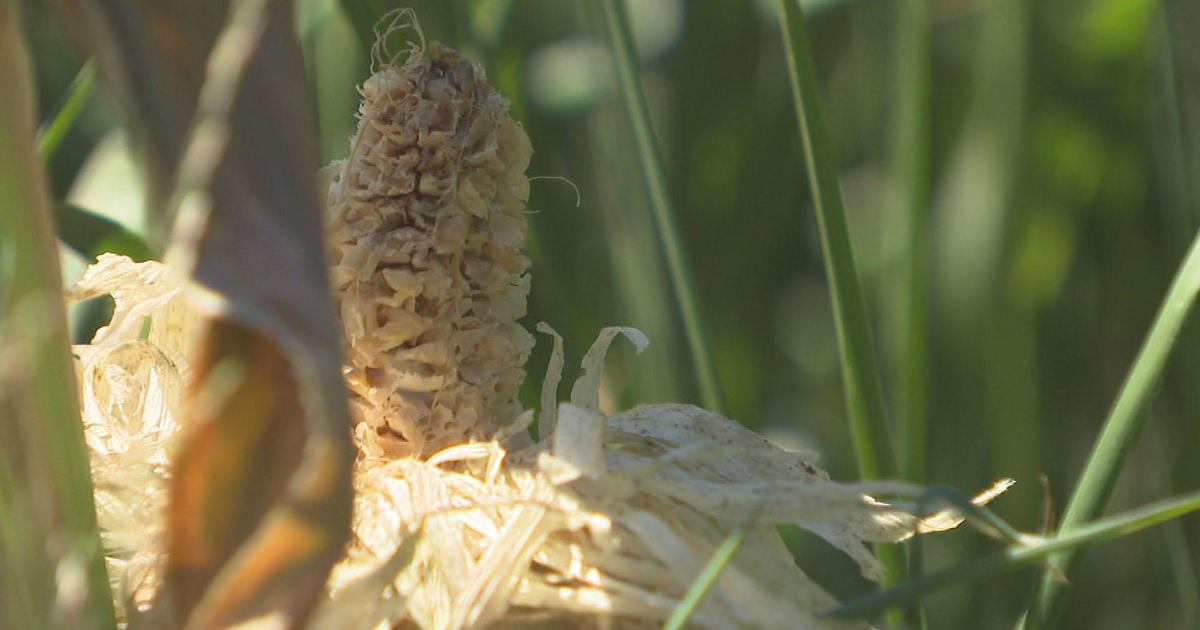 Massachusetts farmers hit hard by extreme drought