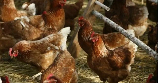 Bird flu detected in commercial poultry flock in Georgia, officials say Bird flu detected in commercial poultry flock in Georgia, officials say